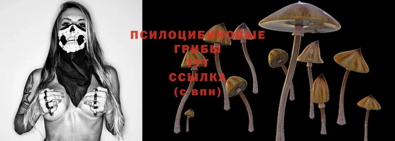 Галлюциногенные грибы Psilocybe  что такое   hydra ONION  Мамоново 